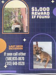 Lost Male Dog last seen 6mile Gunston, Detroit, MI 48234