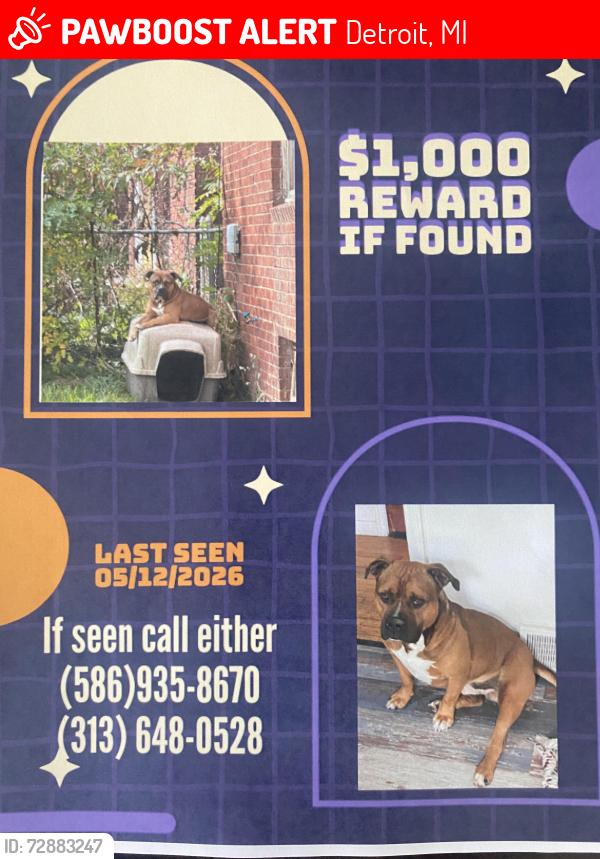Lost Male Dog last seen 6mile Gunston, Detroit, MI 48234