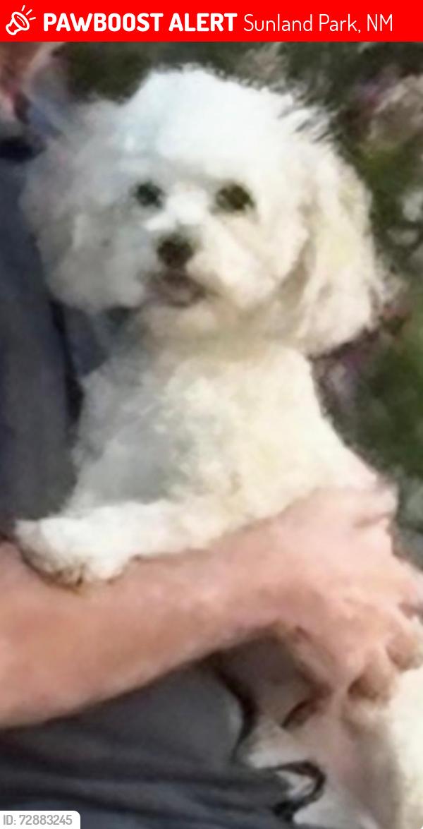 Lost Female Dog last seen MOTOR STORE ON SUNLAND PARK, Sunland Park, NM 79922