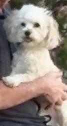 Lost Female Dog last seen MOTOR STORE ON SUNLAND PARK, Sunland Park, NM 79922