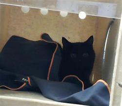 Shelter Stray Female Cat last seen Near BLOCK BUTLER NURSERY RD, FAYETTEVILLE NC 28306, Fayetteville, NC 28306