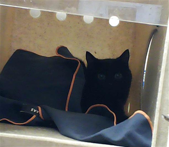 Shelter Stray Female Cat last seen Near BLOCK BUTLER NURSERY RD, FAYETTEVILLE NC 28306, Fayetteville, NC 28306