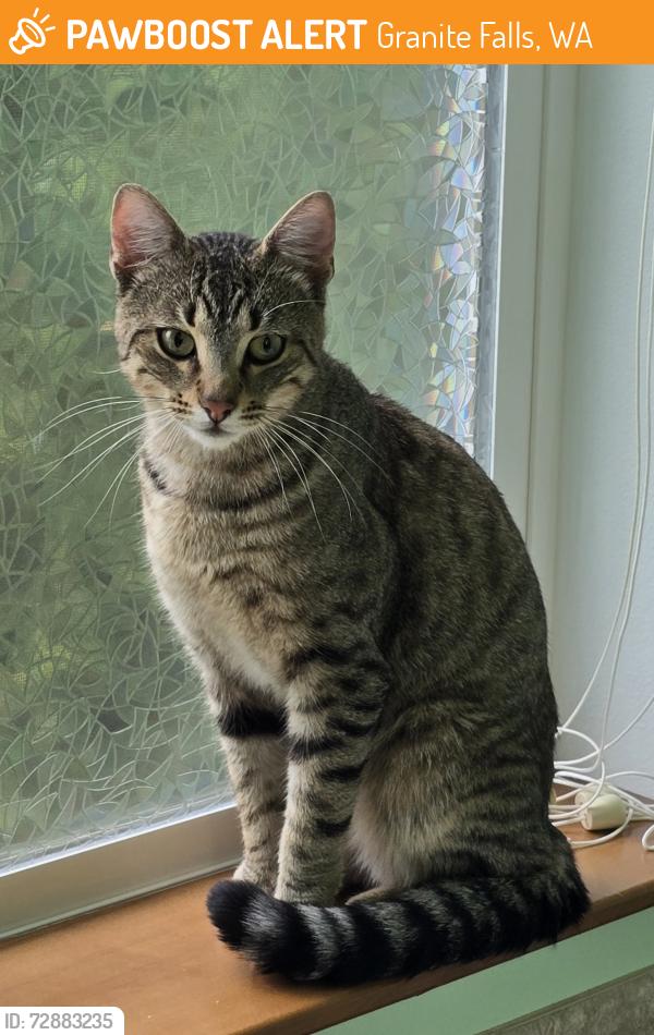 Found/Stray Male Cat last seen N River Drive, Granite Falls, WA 98252