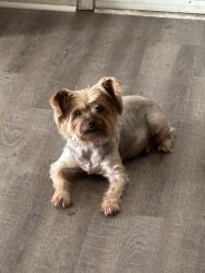 Found/Stray Male Dog last seen Singer way and Young rd., Redan, GA 30058