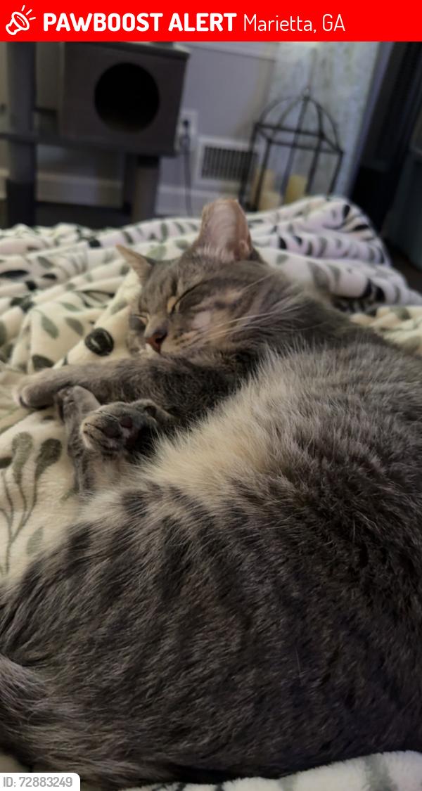 Lost Male Cat last seen Windy Hill and Austell Road, Marietta, GA 30060