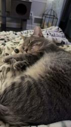 Lost Male Cat last seen Windy Hill and Austell Road, Marietta, GA 30060