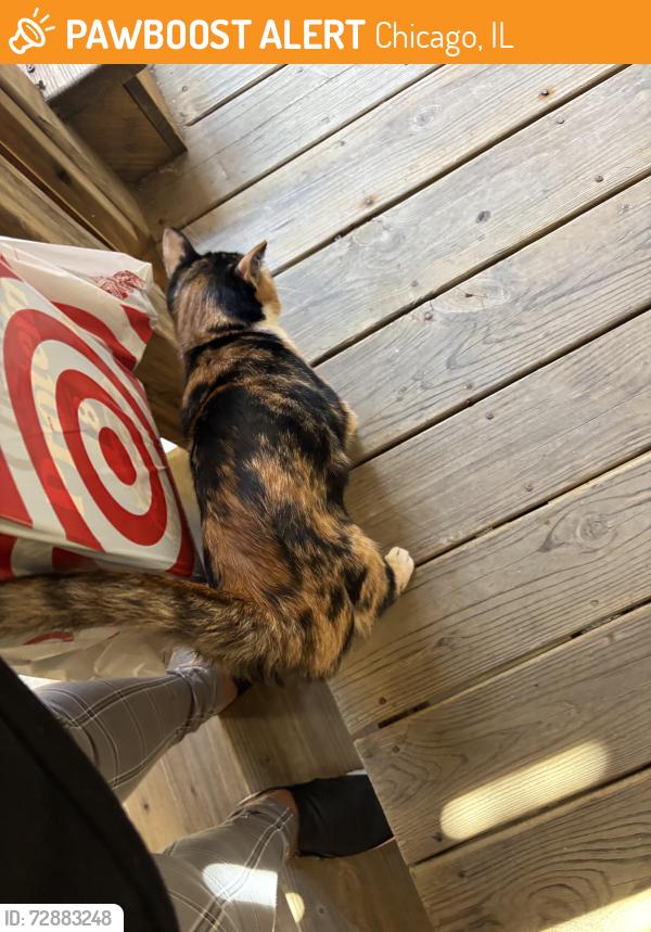 Found/Stray Unknown Cat last seen Behind a cndmnium building (Leland & Lawndale), Chicago, IL 60625