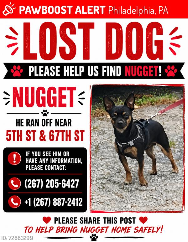 Lost Male Dog last seen 5th st & 67th st, Philadelphia, PA 19126