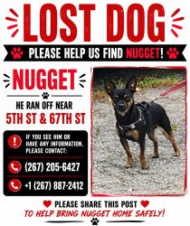 Lost Male Dog last seen 5th st & 67th st, Philadelphia, PA 19126