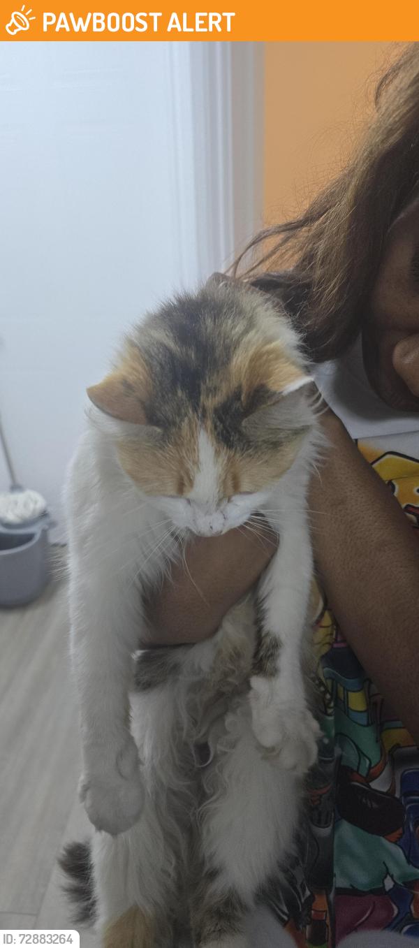 Found/Stray Unknown Cat last seen Bexley Park, Kent, England DA2 7WG