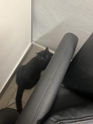 Found/Stray Male Cat last seen Near Glenrothes Cove, Apex, NC 27539