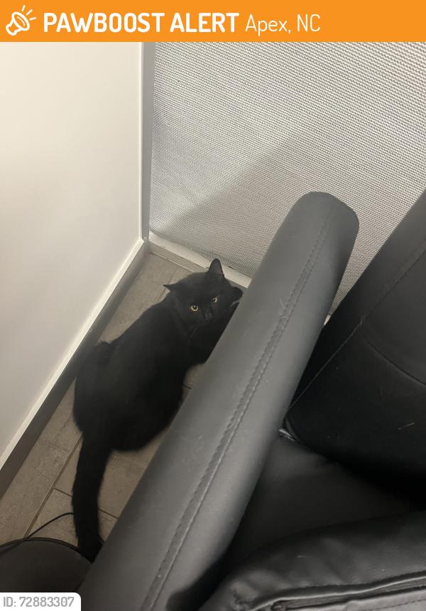 Found/Stray Male Cat last seen Near Glenrothes Cove, Apex, NC 27539