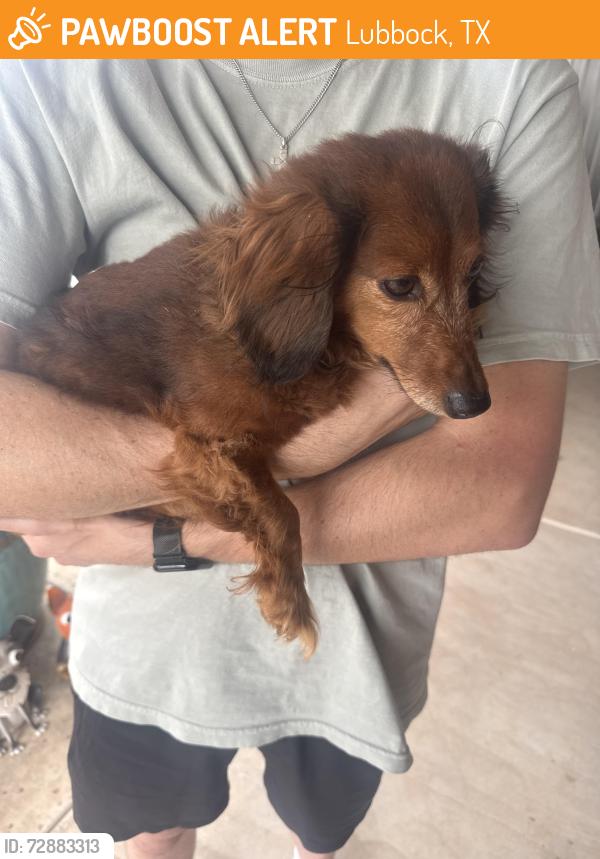 Found/Stray Unknown Dog last seen 85th st and Quincy Ave, Lubbock, TX 79424