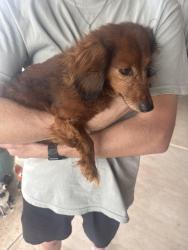 Found/Stray Unknown Dog last seen 85th st and Quincy Ave, Lubbock, TX 79424