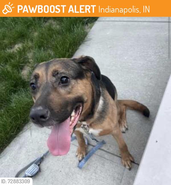 Found/Stray Female Dog last seen prospect and harlan, Indianapolis, IN 46203