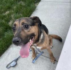 Found/Stray Female Dog last seen prospect and harlan, Indianapolis, IN 46203