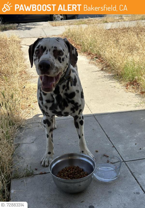 Found/Stray Male Dog last seen 17th st, Bakersfield, CA 93301