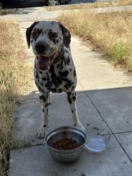 Found/Stray Male Dog last seen 17th st, Bakersfield, CA 93301