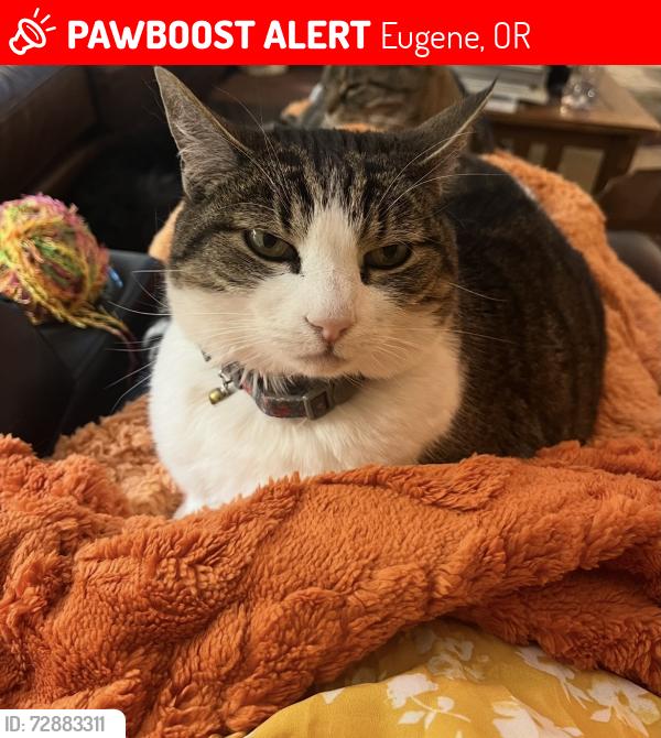 Lost Female Cat last seen Labona, Skipper, Maxwell, Eugene, OR 97404