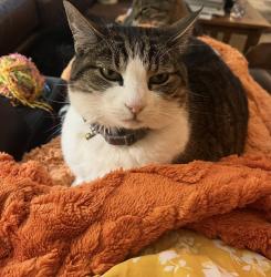 Lost Female Cat last seen Labona, Skipper, Maxwell, Eugene, OR 97404