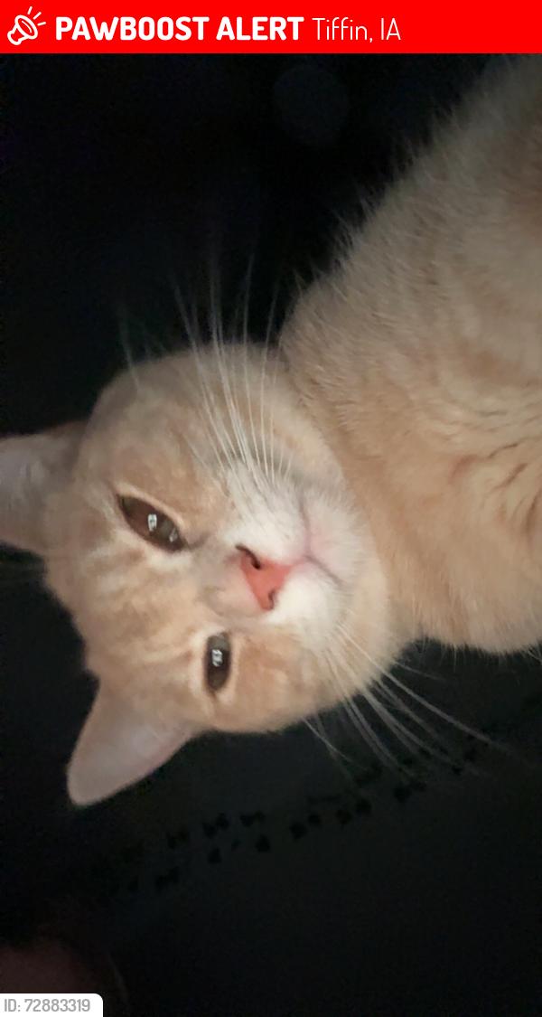 Lost Female Cat last seen Greyson lane, she likes water, Tiffin, IA 52340