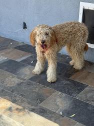 Found/Stray Female Dog last seen Maryland & Sahara, Las Vegas, NV 89101