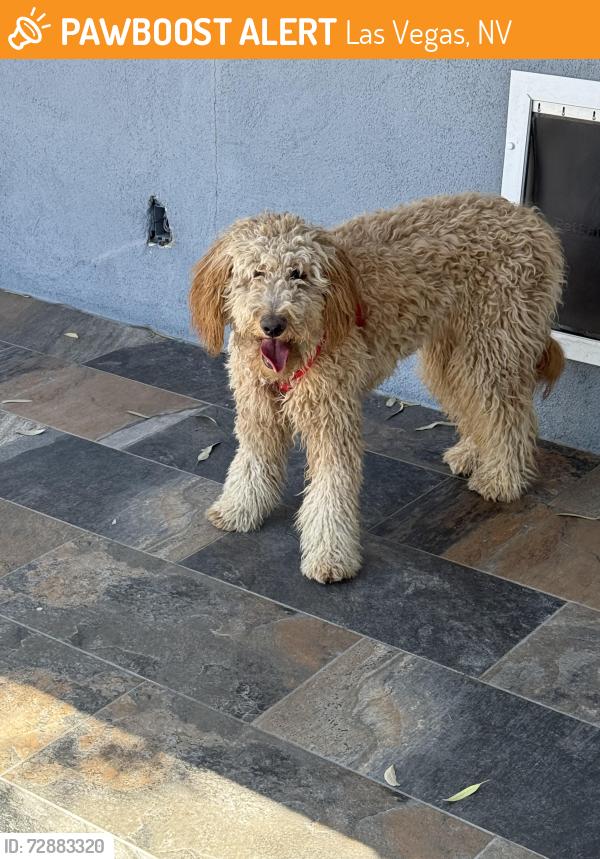 Found/Stray Female Dog last seen Maryland & Sahara, Las Vegas, NV 89101