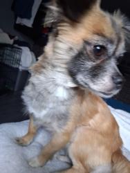 Lost Male Dog last seen Shepherd rd, Atascosa, TX 78002
