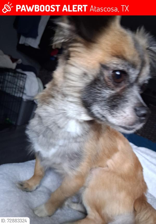 Lost Male Dog last seen Shepherd rd, Atascosa, TX 78002