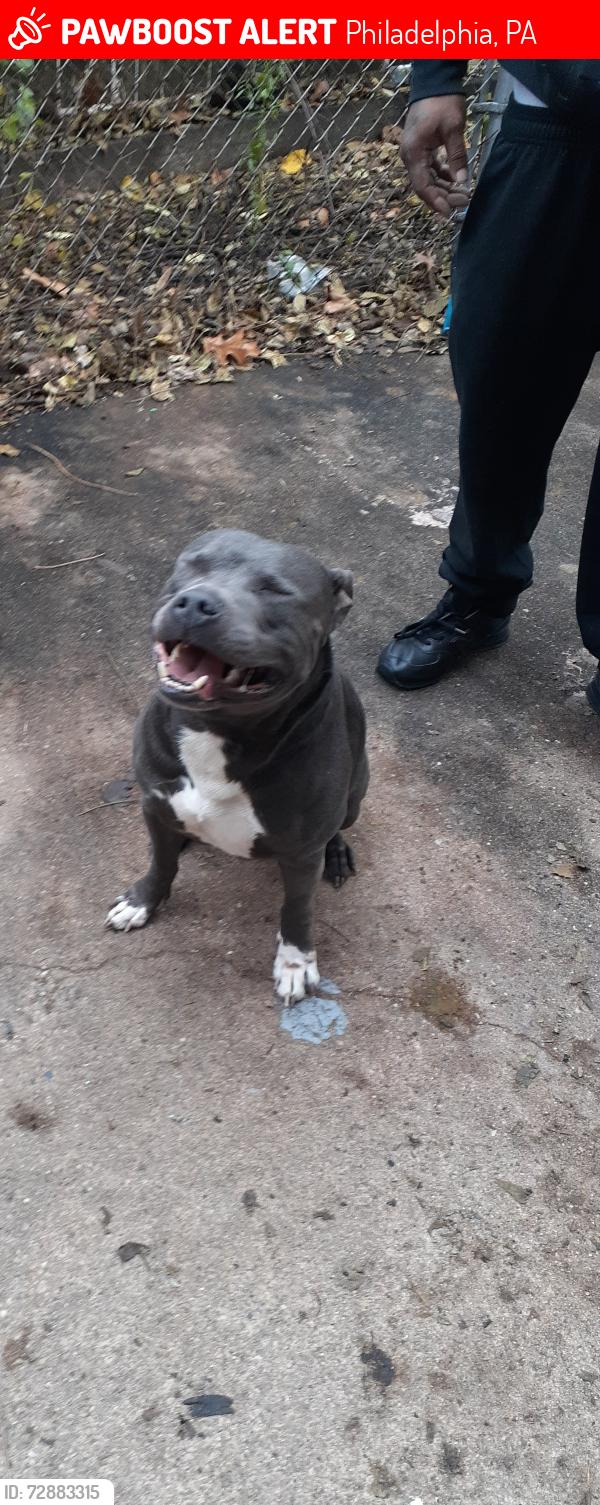 Lost Male Dog last seen Germantown Ave , Philadelphia, PA 19140