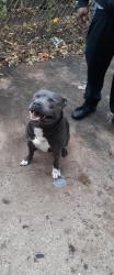 Lost Male Dog last seen Germantown Ave , Philadelphia, PA 19140