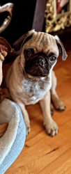 Lost Male Dog last seen Lost mesa and Mayfield , Grand Prairie, TX 75052