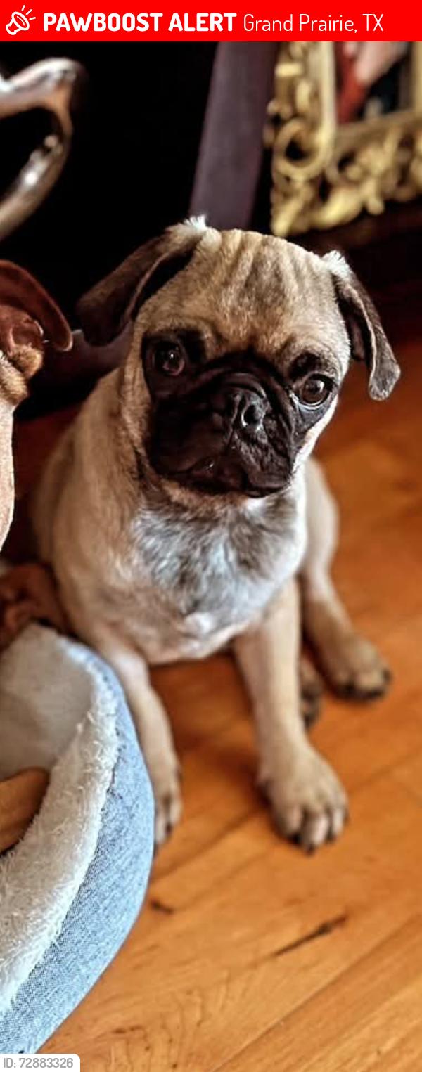 Lost Male Dog last seen Lost mesa and Mayfield , Grand Prairie, TX 75052