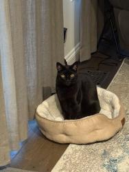 Reunited Male Cat last seen Braddock Rd Billings Rd , Annandale, VA 22003