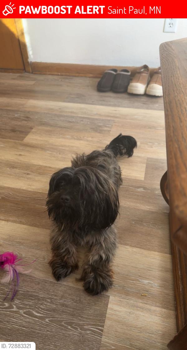 Lost Male Dog last seen Blair, Saint Paul, MN 55103