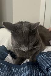 Reunited Male Cat last seen S Union grove rd and s old grey ridge rd, Friendsville, TN 37737