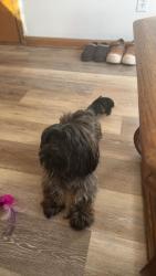 Lost Male Dog last seen Blair, Saint Paul, MN 55103
