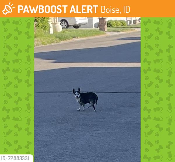 Found/Stray Unknown Dog last seen Alpine and Peasley bus depot , Boise, ID 83705