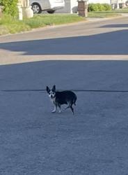 Found/Stray Unknown Dog last seen Alpine and Peasley bus depot , Boise, ID 83705