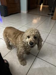 Lost Male Dog last seen SW 44th Ave, Ocala, FL 34473