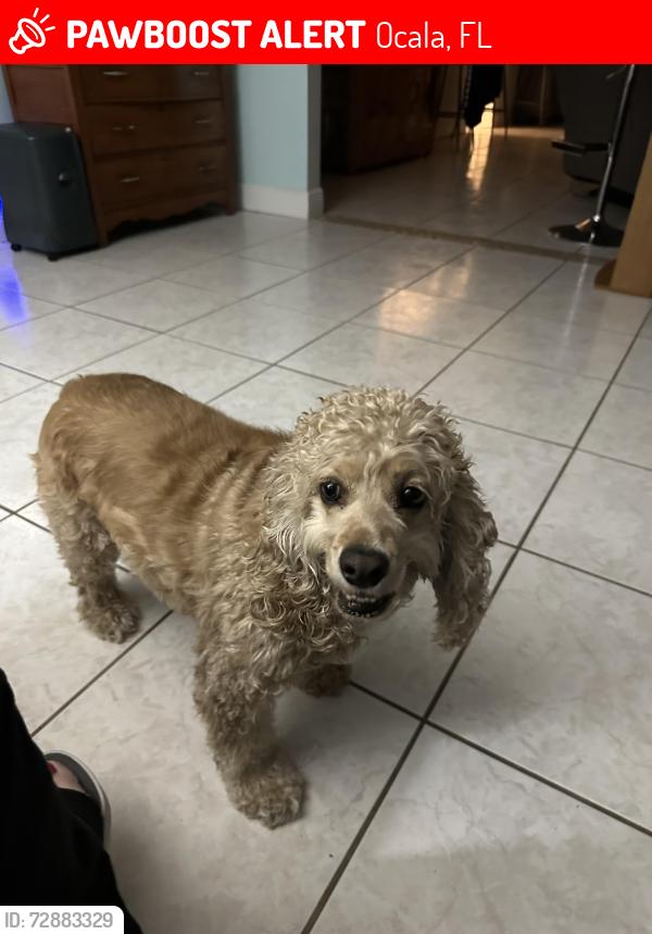 Lost Male Dog last seen SW 44th Ave, Ocala, FL 34473