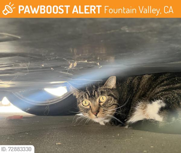 Found/Stray Unknown Cat last seen Brookhurst/Garfield fountain valley CA, Fountain Valley, CA 92708