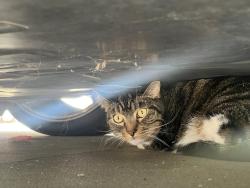 Found/Stray Unknown Cat last seen Brookhurst/Garfield fountain valley CA, Fountain Valley, CA 92708