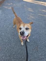 Found/Stray Male Dog last seen Cal in expressway milo marker 7, Augusta, GA 30904