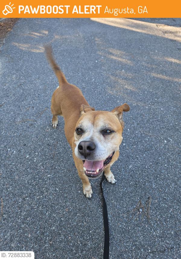 Found/Stray Male Dog last seen Cal in expressway milo marker 7, Augusta, GA 30904