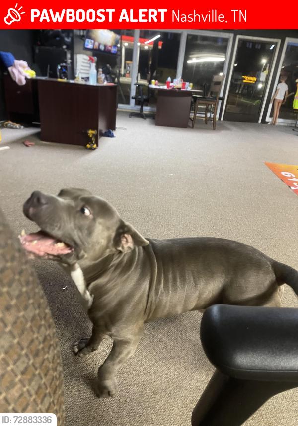 Lost Male Dog last seen Nolensville pike , Nashville, TN 37211