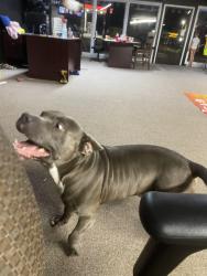 Lost Male Dog last seen Nolensville pike , Nashville, TN 37211