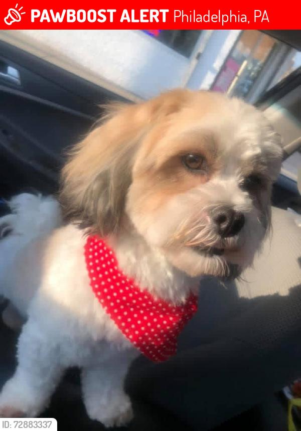 Lost Male Dog last seen Near dyre , Philadelphia, PA 19124