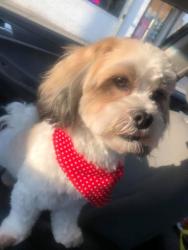 Lost Male Dog last seen Near dyre , Philadelphia, PA 19124