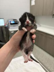 Shelter Stray Female Cat last seen N Oakley Ave and NE 50th St, 64119, 64119, MO, Kansas City, MO 64132